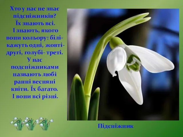 Хто у нас не знає підсніжників? Їх знають всі. І знають, якого