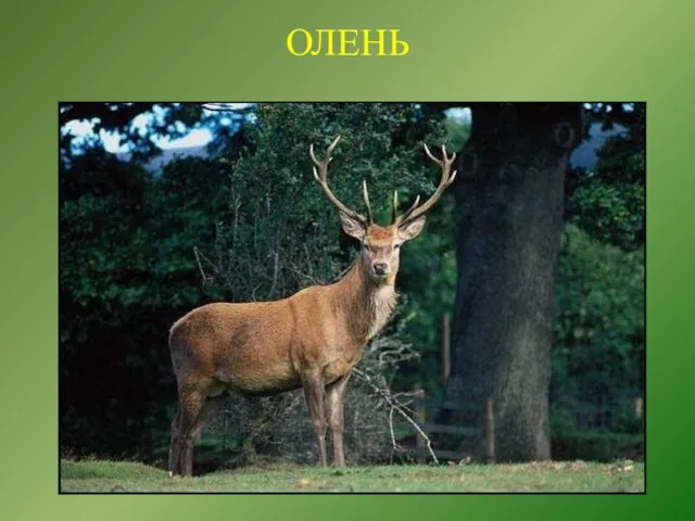 ОЛЕНЬ