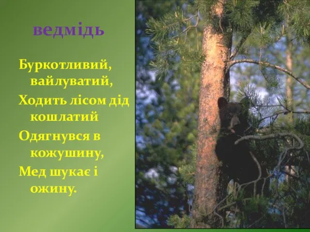 ведмідь Буркотливий, вайлуватий, Ходить лісом дід кошлатий Одягнувся в кожушину, Мед шукає і ожину.