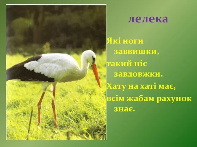 лелека Які ноги заввишки, такий ніс завдовжки. Хату на хаті має, всім жабам рахунок знає.