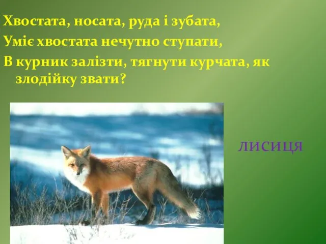 лисиця Хвостата, носата, руда і зубата, Уміє хвостата нечутно ступати, В курник