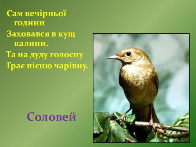 Соловей Сам вечірньої години Заховався в кущ калини. Та на дуду голосну Грає пісню чарівну.