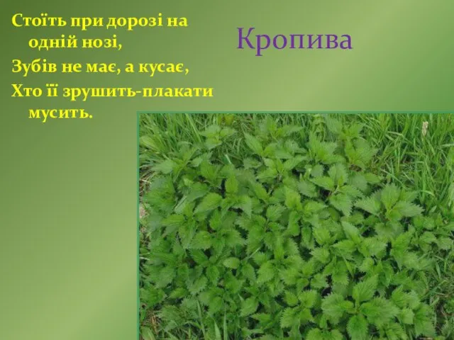 Стоїть при дорозі на одній нозі, Зубів не має, а кусає, Хто її зрушить-плакати мусить. Кропива