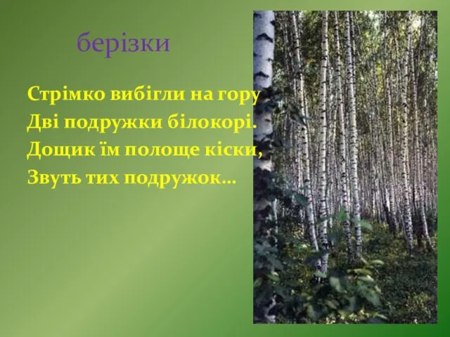 берізки Стрімко вибігли на гору Дві подружки білокорі. Дощик їм полоще кіски, Звуть тих подружок…