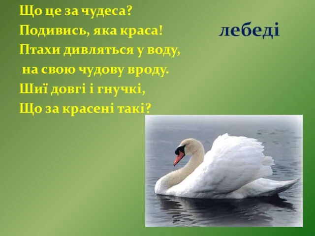 лебеді Що це за чудеса? Подивись, яка краса! Птахи дивляться у воду,