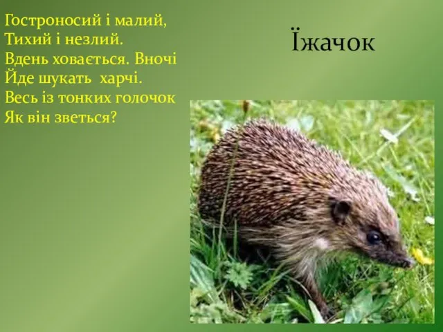 Їжачок Гостроносий і малий, Тихий і незлий. Вдень ховається. Вночі Йде шукать