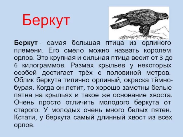 Беркут Беркут - самая большая птица из орлиного племени. Его смело можно