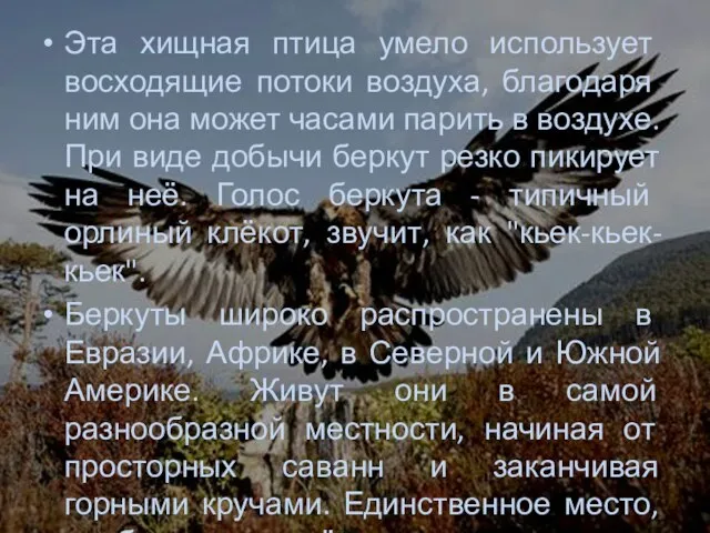 Эта хищная птица умело использует восходящие потоки воздуха, благодаря ним она может