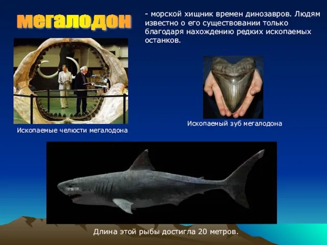 Длина этой рыбы достигла 20 метров. - морской хищник времен динозавров. Людям