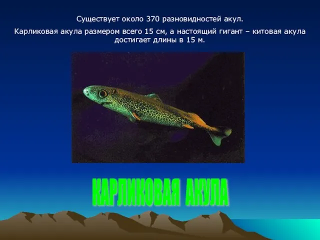 Существует около 370 разновидностей акул. Карликовая акула размером всего 15 см, а