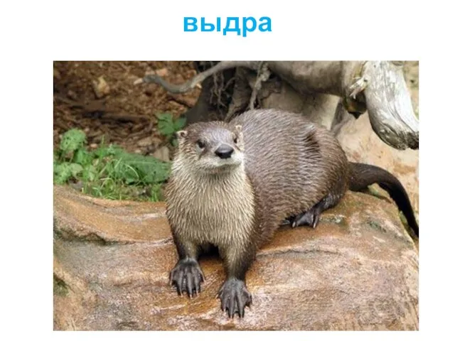 выдра