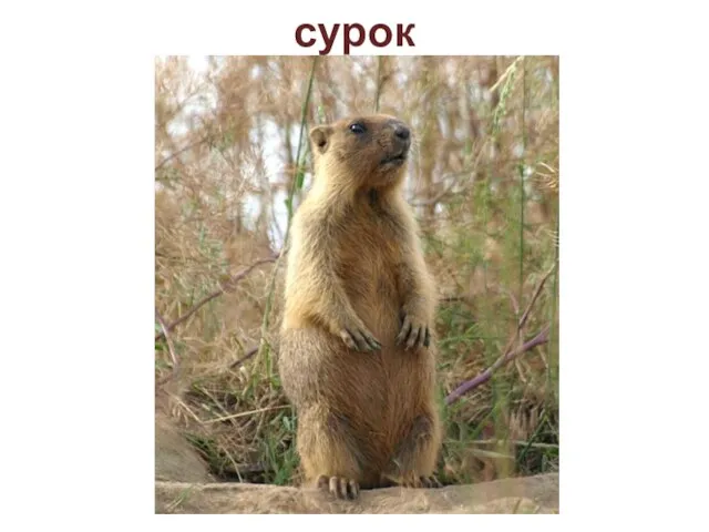 сурок