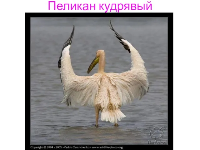 Пеликан кудрявый