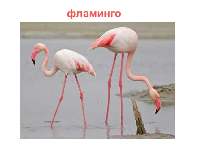 фламинго