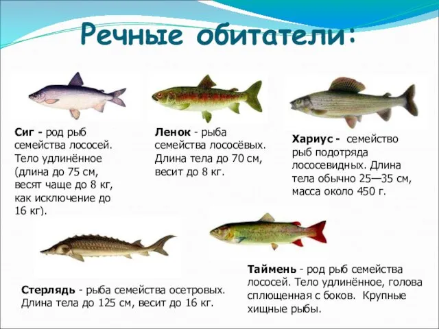 Речные обитатели: Сиг - род рыб семейства лососей. Тело удлинённое (длина до