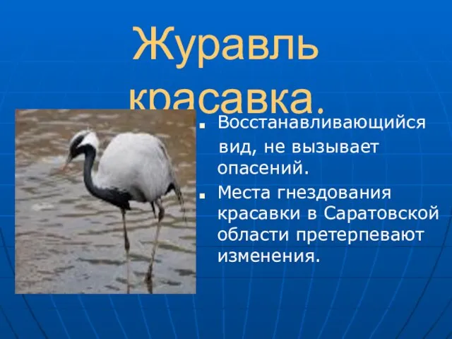 Восстанавливающийся вид, не вызывает опасений. Места гнездования красавки в Саратовской области претерпевают изменения. Журавль красавка.