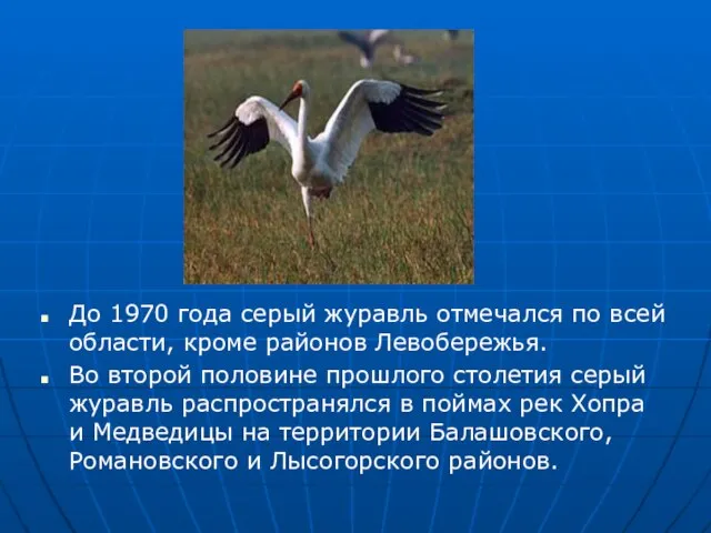 До 1970 года серый журавль отмечался по всей области, кроме районов Левобережья.