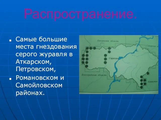 Распространение. Самые большие места гнездования серого журавля в Аткарском, Петровском, Романовском и Самойловском районах.