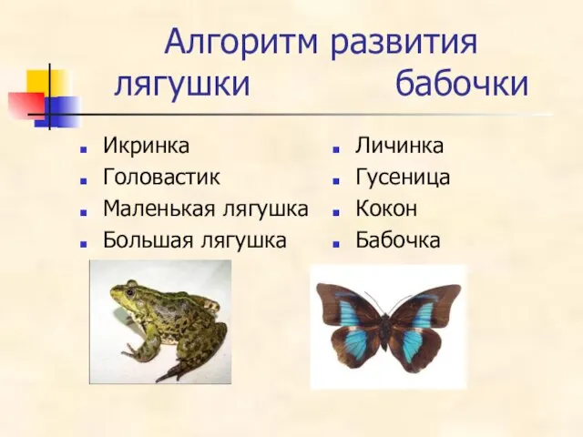 Алгоритм развития лягушки бабочки Икринка Головастик Маленькая лягушка Большая лягушка Личинка Гусеница Кокон Бабочка