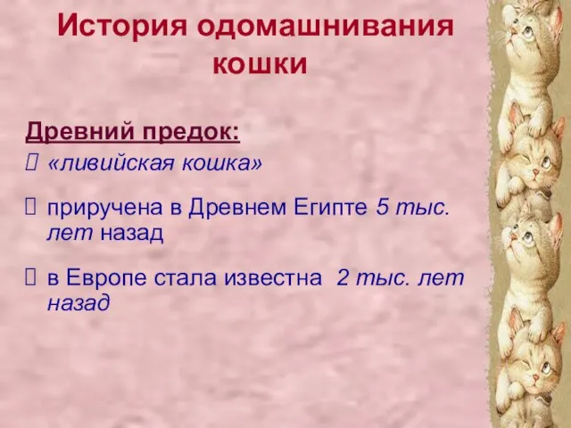 Древний предок: «ливийская кошка» приручена в Древнем Египте 5 тыс. лет назад