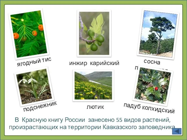 В Красную книгу России занесено 55 видов растений, произрастающих на территории Кавказского