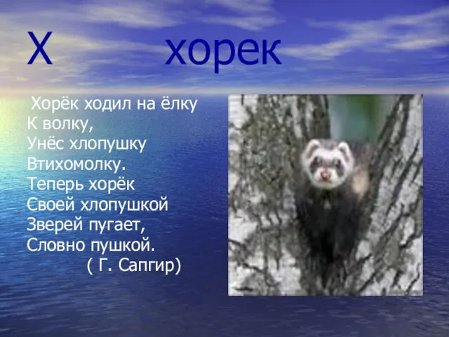 Х хорек Хорёк ходил на ёлку К волку, Унёс хлопушку Втихомолку. Теперь