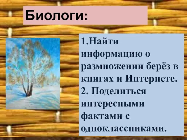 Биологи: 1.Найти информацию о размножении берёз в книгах и Интернете. 2. Поделиться интересными фактами с одноклассниками.