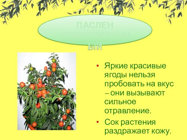 Яркие красивые ягоды нельзя пробовать на вкус – они вызывают сильное отравление.