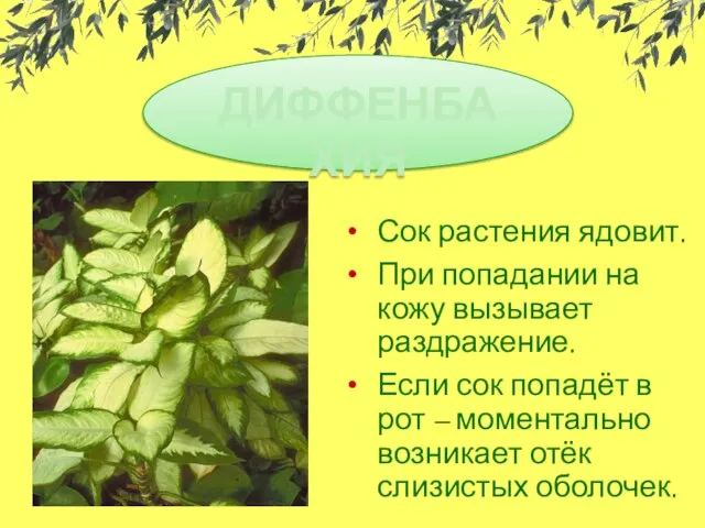 Сок растения ядовит. При попадании на кожу вызывает раздражение. Если сок попадёт