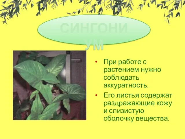 СИНГОНИУМ При работе с растением нужно соблюдать аккуратность. Его листья содержат раздражающие