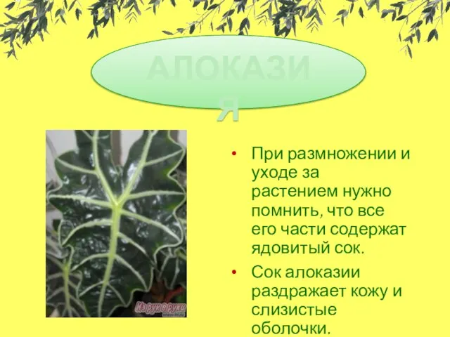 При размножении и уходе за растением нужно помнить, что все его части