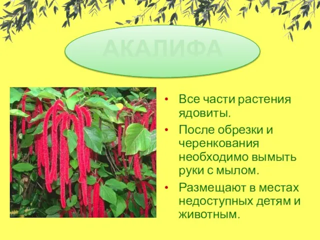 Все части растения ядовиты. После обрезки и черенкования необходимо вымыть руки с