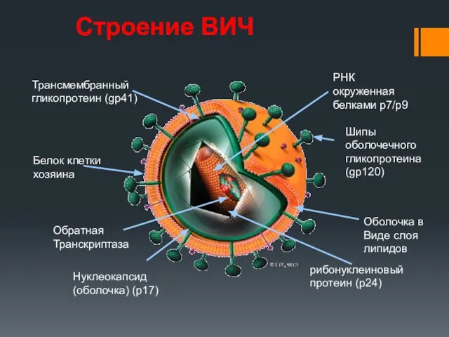 Строение ВИЧ Белок клетки хозяина Оболочка в Виде слоя липидов Обратная Транскриптаза