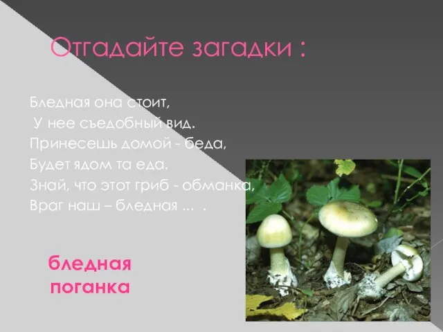 Отгадайте загадки : Бледная она стоит, У нее съедобный вид. Принесешь домой