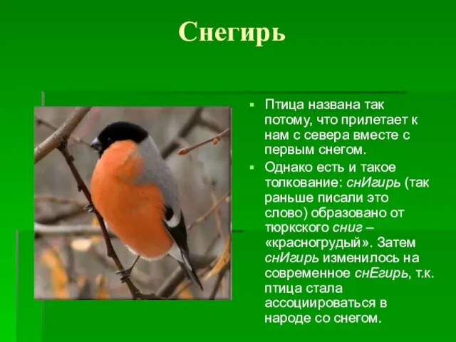 Снегирь Птица названа так потому, что прилетает к нам с севера вместе