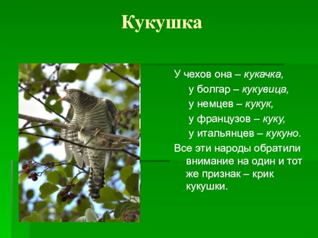 Кукушка У чехов она – кукачка, у болгар – кукувица, у немцев