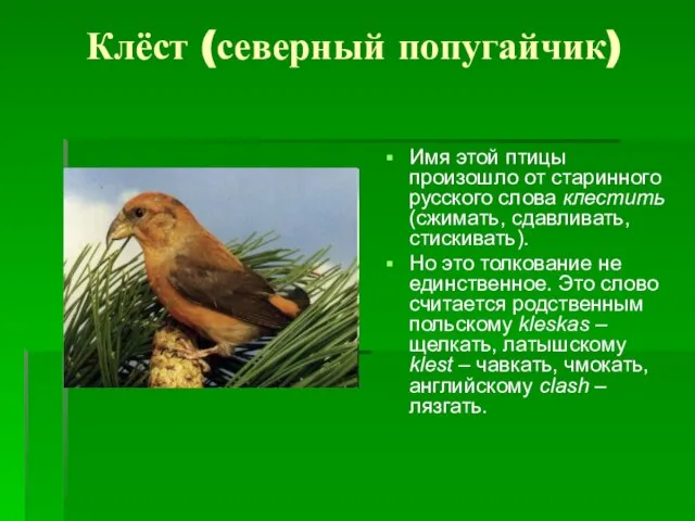 Клёст (северный попугайчик) Имя этой птицы произошло от старинного русского слова клестить