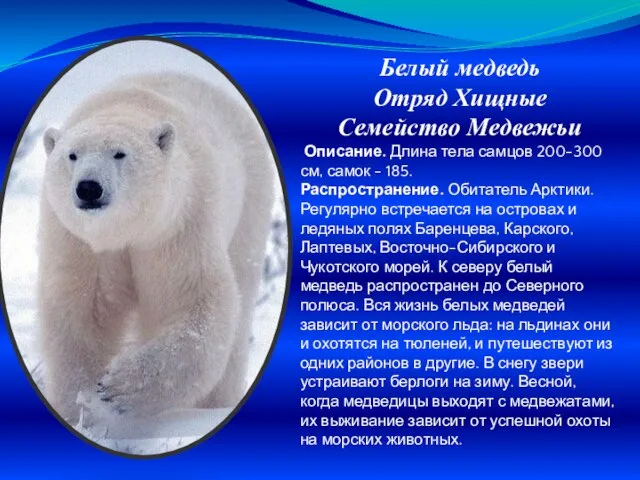 Белый медведь Отряд Хищные Семейство Медвежьи Описание. Длина тела самцов 200-300 см,