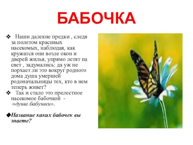 БАБОЧКА Наши далекие предки , следя за полетом красивых насекомых, наблюдая, как