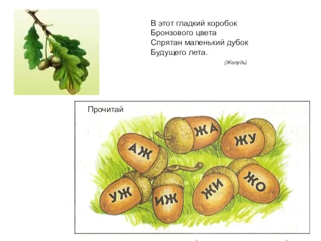 В этот гладкий коробок Бронзового цвета Спрятан маленький дубок Будущего лета. (Желудь) Прочитай