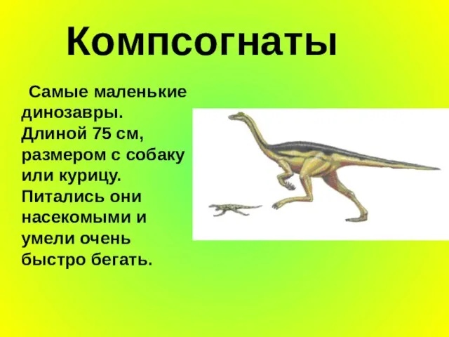 Компсогнаты Самые маленькие динозавры. Длиной 75 см, размером с собаку или курицу.