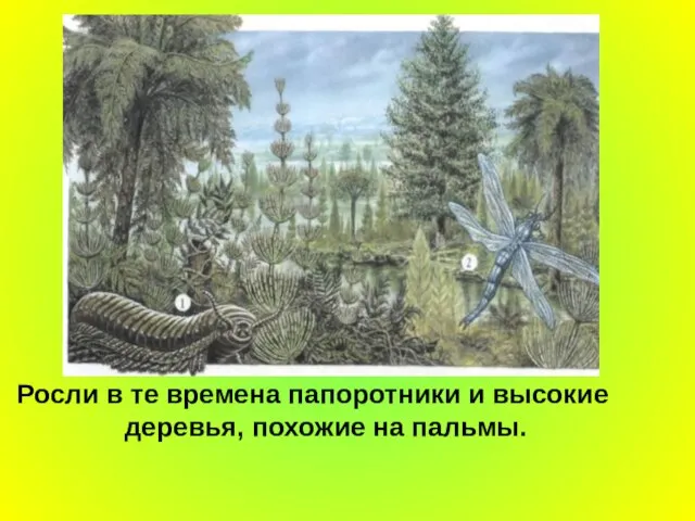 Росли в те времена папоротники и высокие деревья, похожие на пальмы.