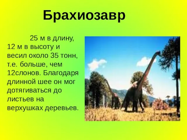 Брахиозавр 25 м в длину, 12 м в высоту и весил около