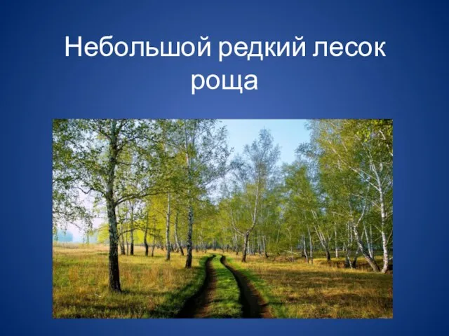 Небольшой редкий лесок роща