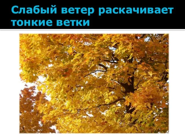 Слабый ветер раскачивает тонкие ветки