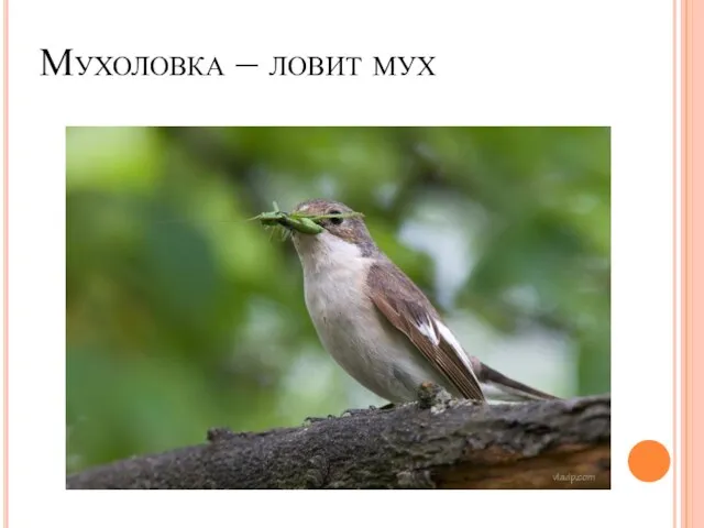 Мухоловка – ловит мух