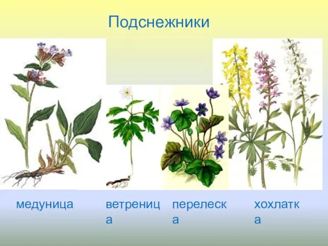 медуница перелеска ветреница хохлатка Подснежники