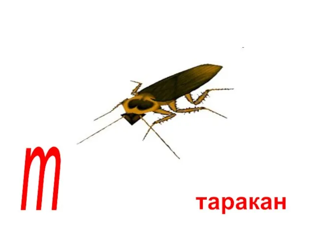 таракан т