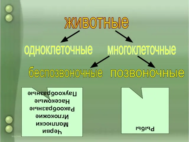 животные одноклеточные многоклеточные беспозвоночные позвоночные Черви Моллюски Иглокожие Ракообразные Насекомые Паукообразные Рыбы