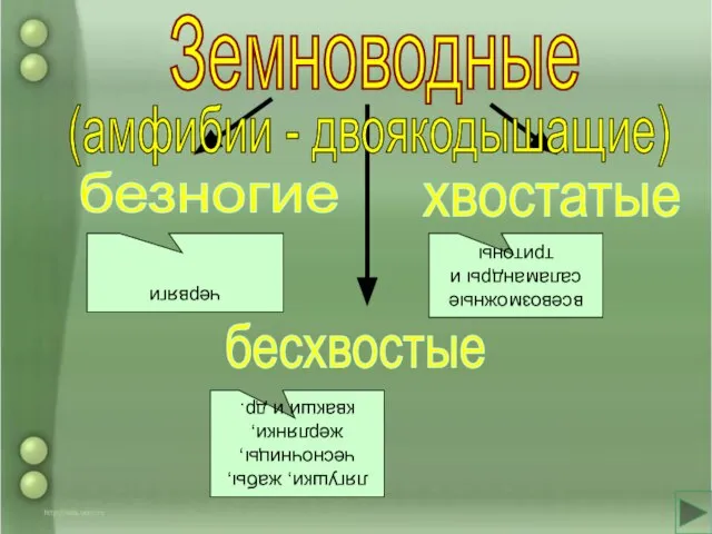 Земноводные безногие бесхвостые хвостатые всевозможные саламандры и тритоны лягушки, жабы, чесночницы, жерлянки,